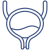 bladder
